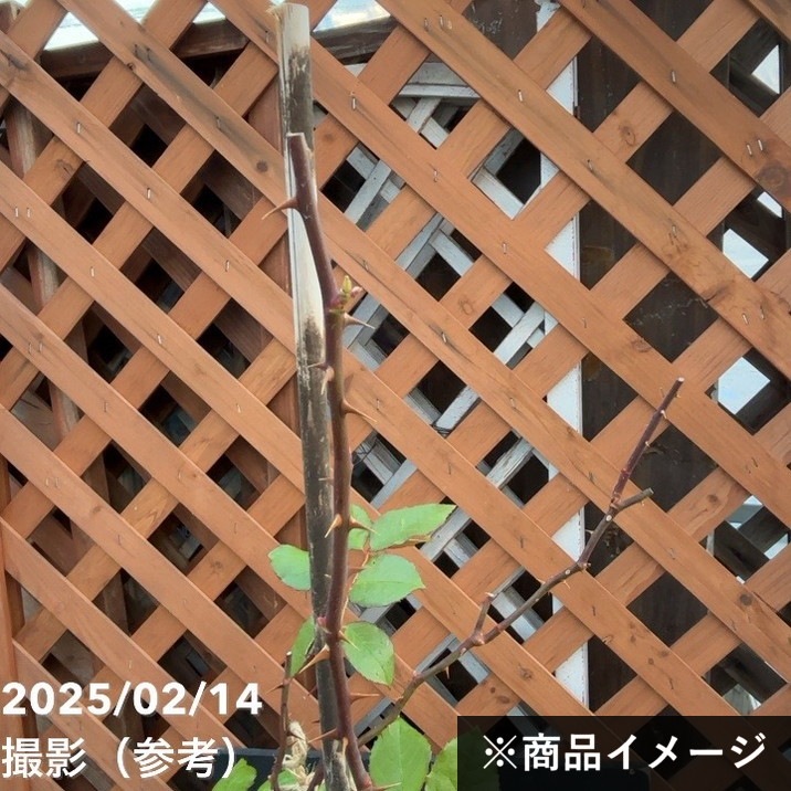 充実の長尺バラ ダフネ 7号 ロサ・オリエンティスプログレッシオ｜s200