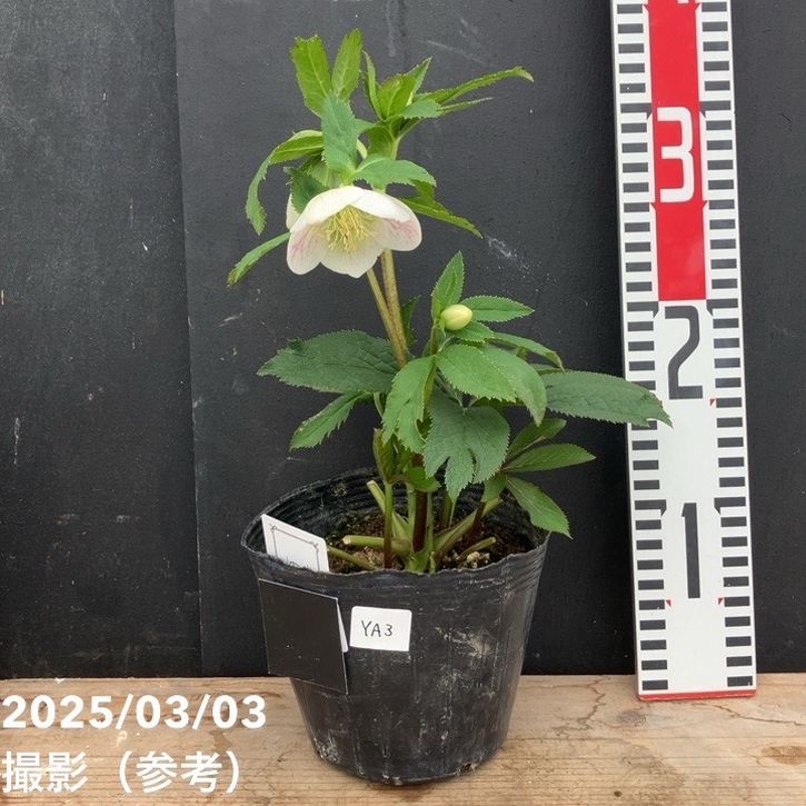 一点物】大和園 クリスマスローズ オリジナル交配種 4.5号（YA3