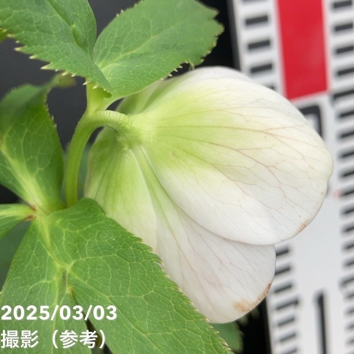 一点物】大和園 クリスマスローズ オリジナル交配種 4.5号（YA3