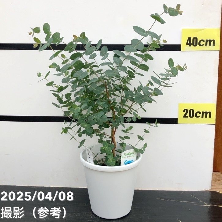 ユーカリ ブリッジシアナ 5号|花木04-PA