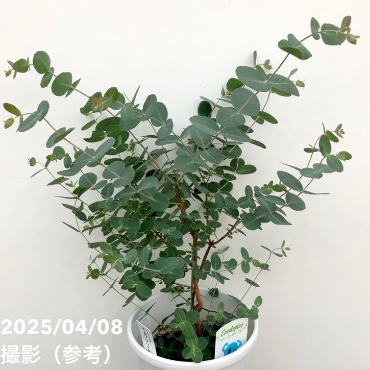 ユーカリ ブリッジシアナ 5号|花木04-PA