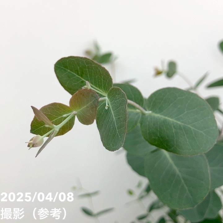 光触媒人工観葉植物フェイクグリーンフレッシュシルバーユーカリ1.7m