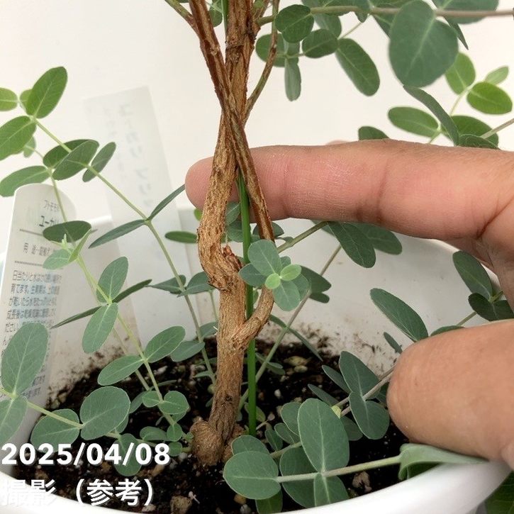 ユーカリ ブリッジシアナ 5号|花木04-PA