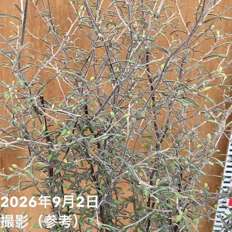コロキア コトネアスター 5号|花木04-PA