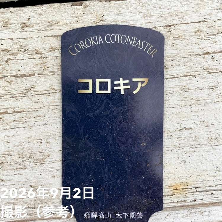 コロキア コトネアスター 5号|花木04-PA