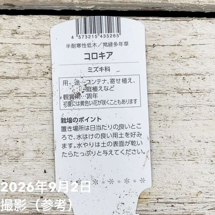 コロキア コトネアスター 5号|花木04-PA