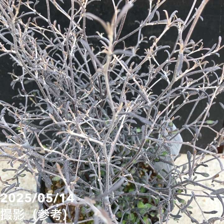 【確認用】　コロキア・コトネアスター コロキア・コトネアスター5号硬質ポット | [公式]e-花屋さん