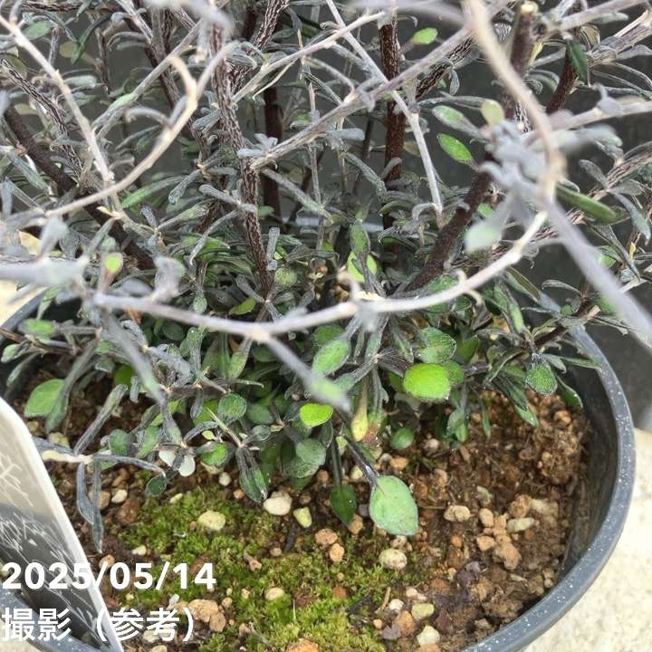 【確認用】　コロキア・コトネアスター コロキア・コトネアスター5号硬質ポット | [公式]e-花屋さん