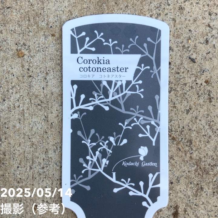 コロキア コトネアスター 5号｜花木04-PA | 花木・庭木 | 赤塚