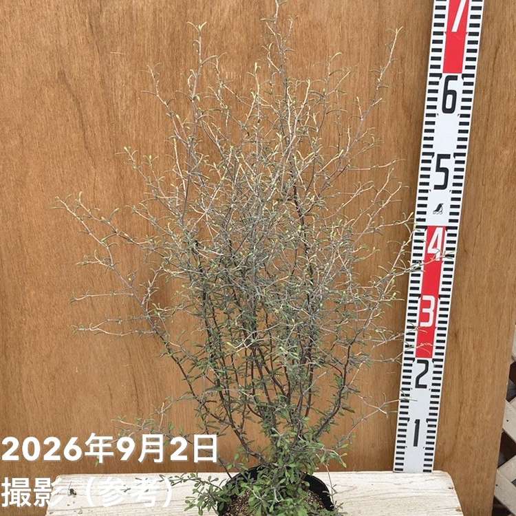 コロキア コトネアスター 5号|花木04-PA