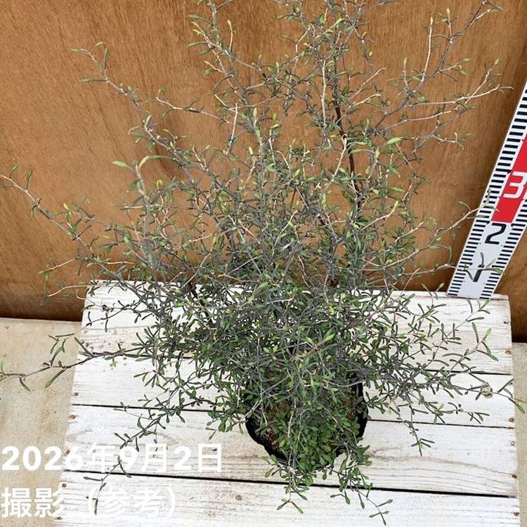 コロキア コトネアスター 5号|花木04-PA