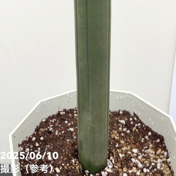 サンスベリア 6号 フィッシャー｜s200｜観葉02-D2 | 観葉・多肉