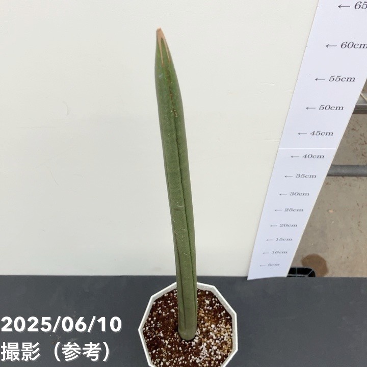 サンスベリア 6号 フィッシャー｜s200｜観葉02-D2 | 観葉・多肉