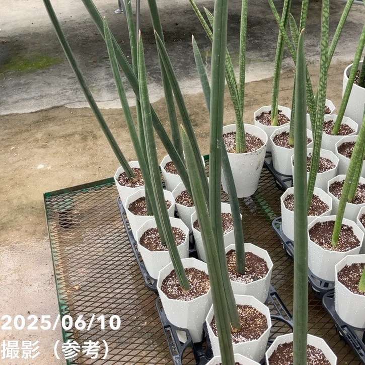 サンスベリア 6号 フィッシャー｜s200｜観葉02-D2 | 観葉・多肉