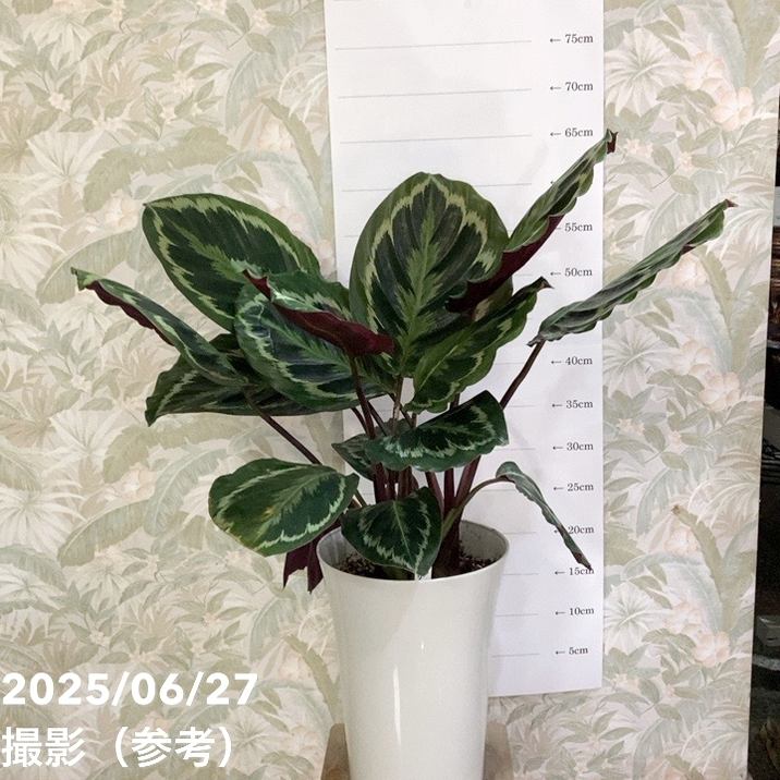 『ろちゅ様　確認用』 カラテア　メダリオン カラテア メダリオン 7号｜観葉04-PA | 観葉・多肉,カラテア | 赤塚