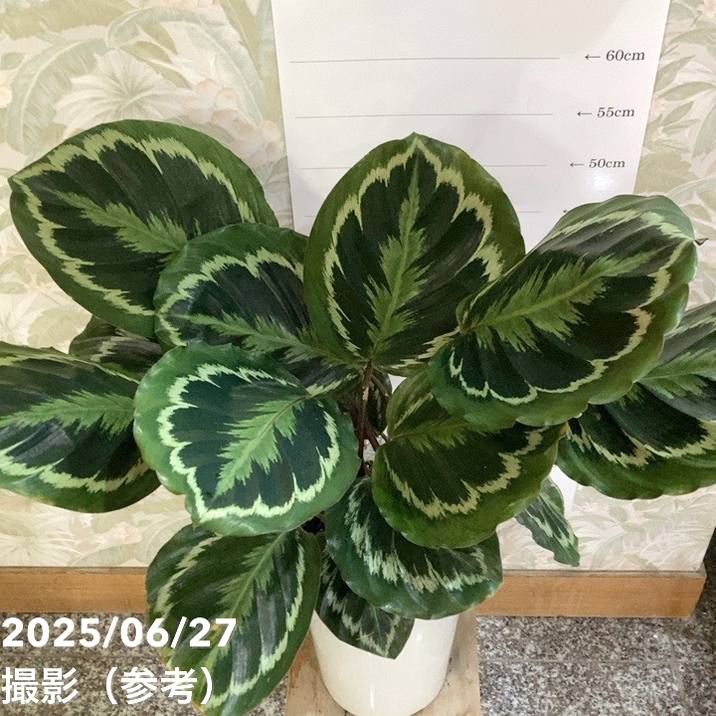 カラテア メダリオン 7号｜観葉04-PA | 観葉・多肉,カラテア | 赤塚