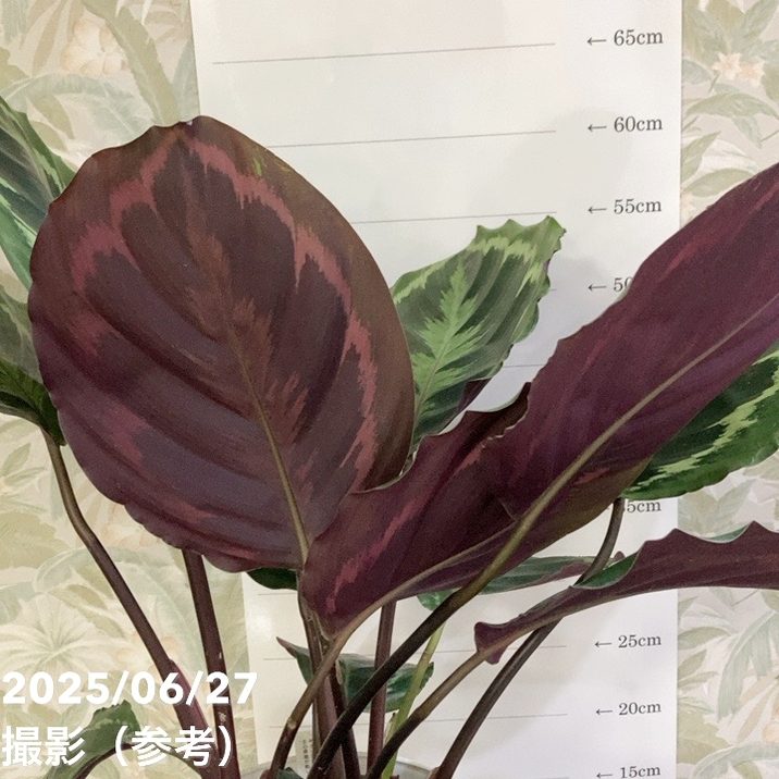 カラテア メダリオン 7号｜観葉04-PA | 観葉・多肉,カラテア | 赤塚