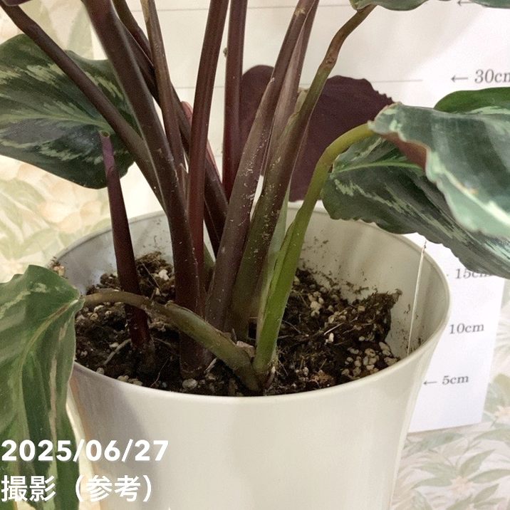 カラテア メダリオン 7号｜観葉04-PA | 観葉・多肉,カラテア | 赤塚