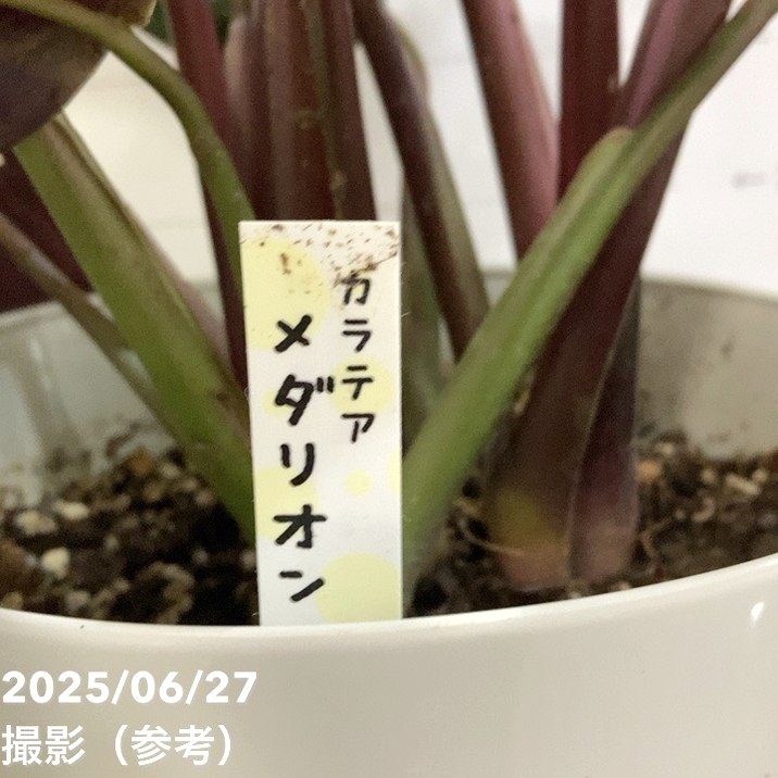 カラテア メダリオン 7号｜観葉04-PA | 観葉・多肉,カラテア | 赤塚