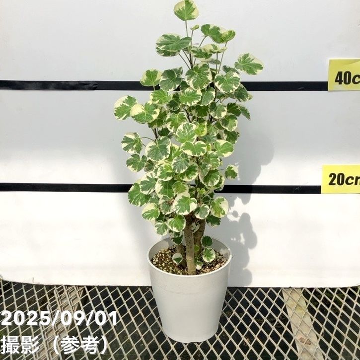 斑入りポリシャス バルフォリアナ マルギナータ 5号|観葉01-D1