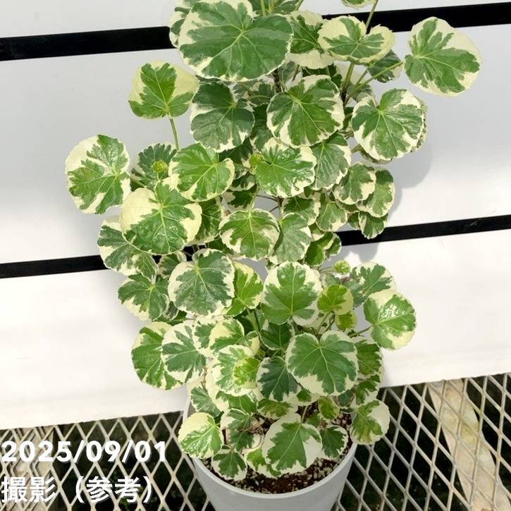 斑入りポリシャス バルフォリアナ マルギナータ 5号|観葉01-D1