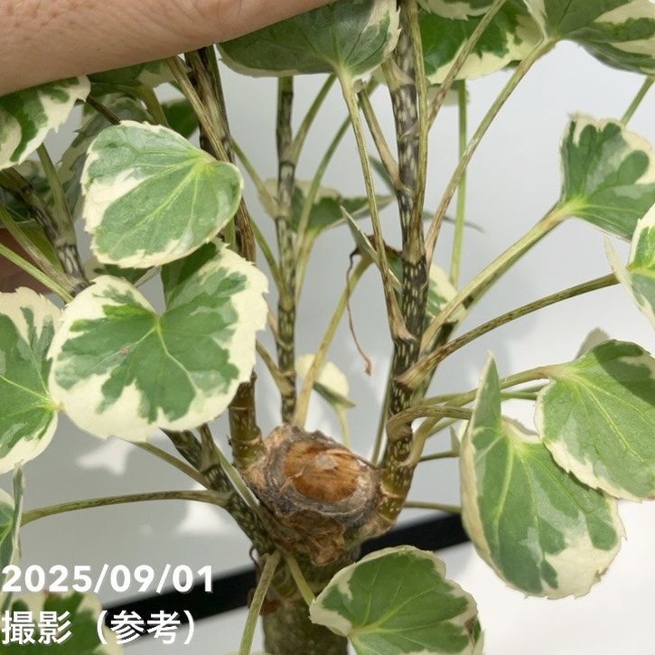 斑入りポリシャス バルフォリアナ マルギナータ 5号|観葉01-D1