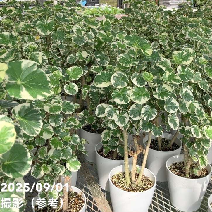 斑入りポリシャス バルフォリアナ マルギナータ 5号|観葉01-D1