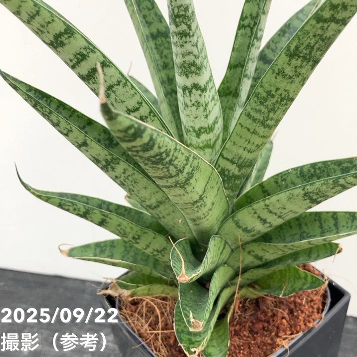 サンスベリア 特大サイズ 美形 観葉植物 ACTUS アクタス 【公式通販】
