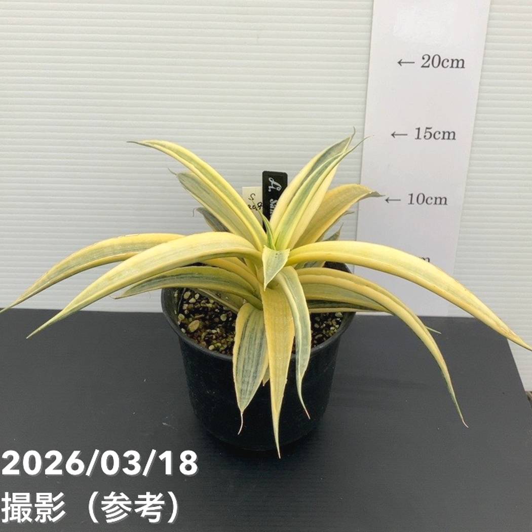 現品お届け】サンスベリア 4号 サイアムゴールド（S208）｜観葉02-D2