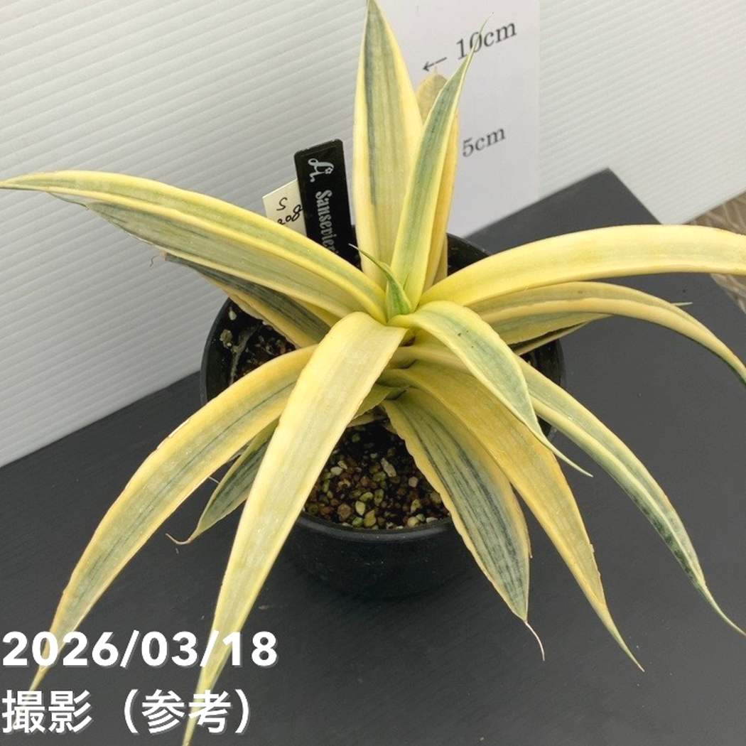 現品お届け】サンスベリア 4号 サイアムゴールド（S208）｜観葉02-D2