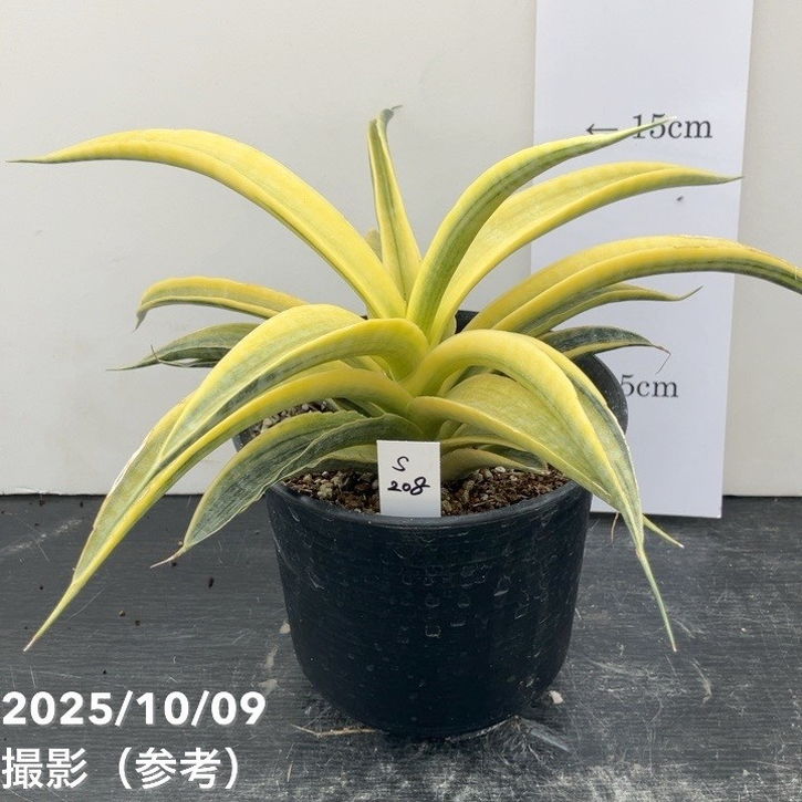 サンセベリア　サイアム　ゴールド 園芸ネット本店｜サンセベリア：サイアムゴールド 3.5号ポット の通販