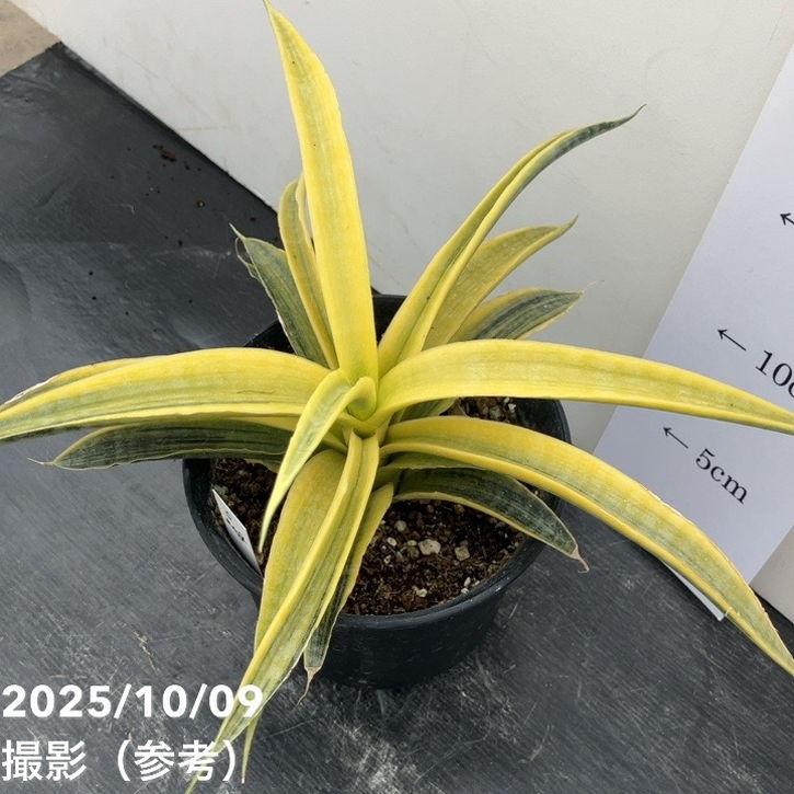 現品お届け】サンスベリア 4号 サイアムゴールド（S208）｜観葉02-D2