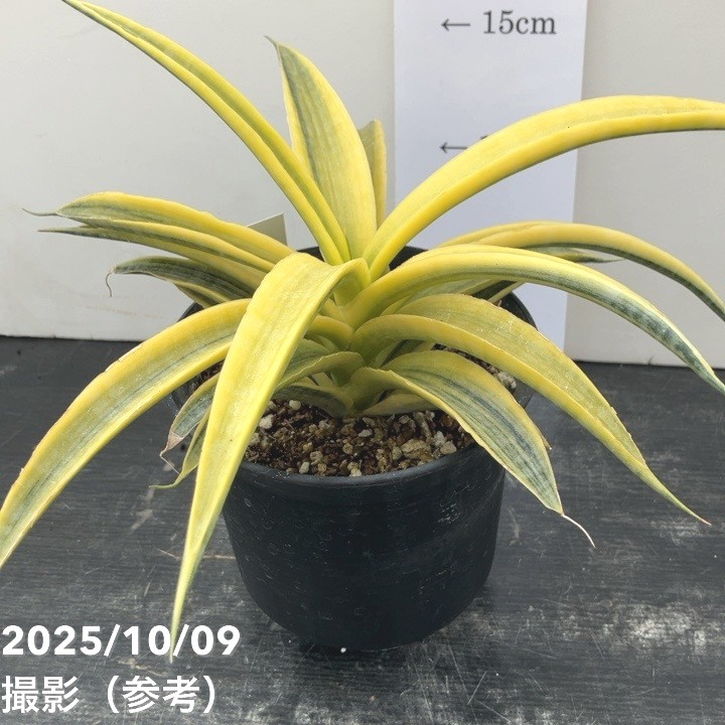 現品お届け】サンスベリア 4号 サイアムゴールド（S208）｜観葉02-D2