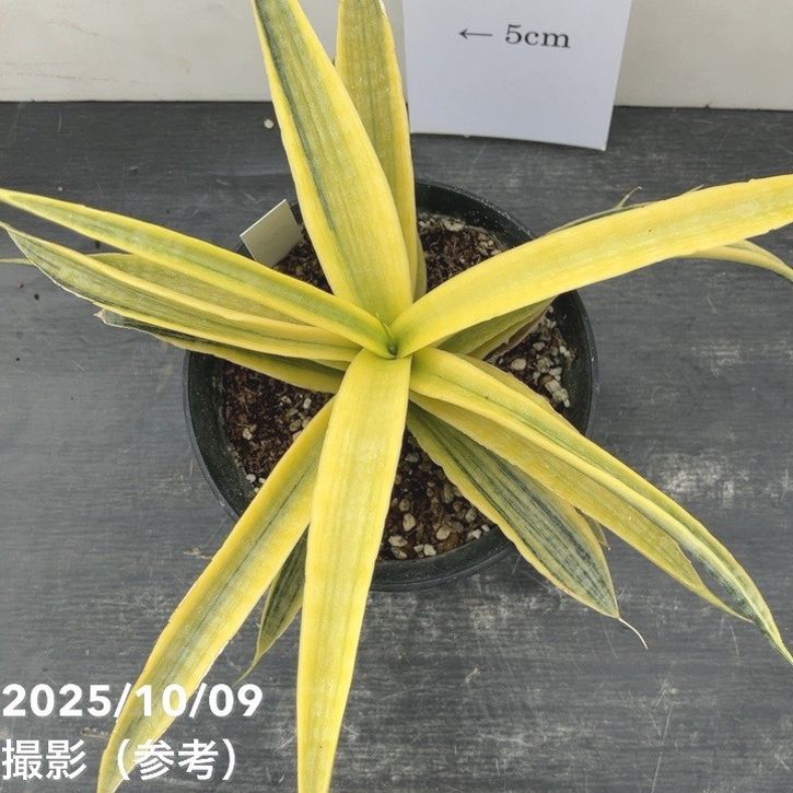 現品お届け】サンスベリア 4号 サイアムゴールド（S208）｜観葉02-D2