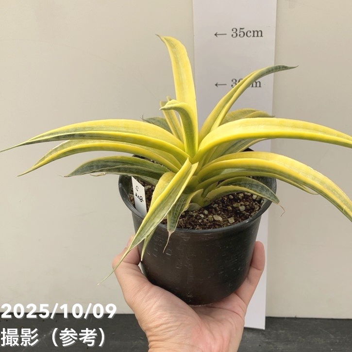 現品お届け】サンスベリア 4号 サイアムゴールド（S208）｜観葉02-D2