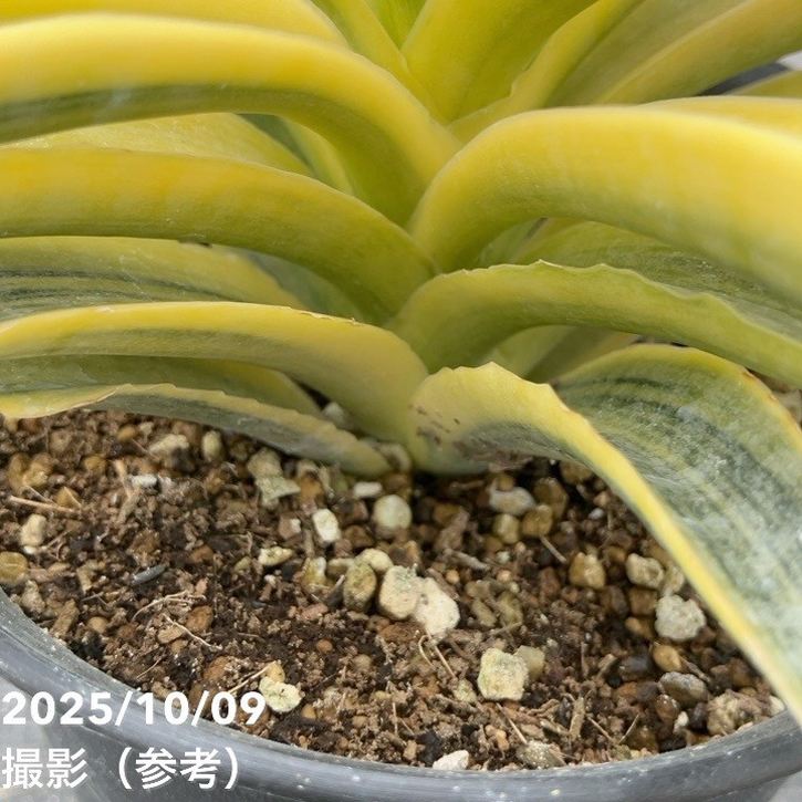 現品お届け】サンスベリア 4号 サイアムゴールド（S208）｜観葉02-D2