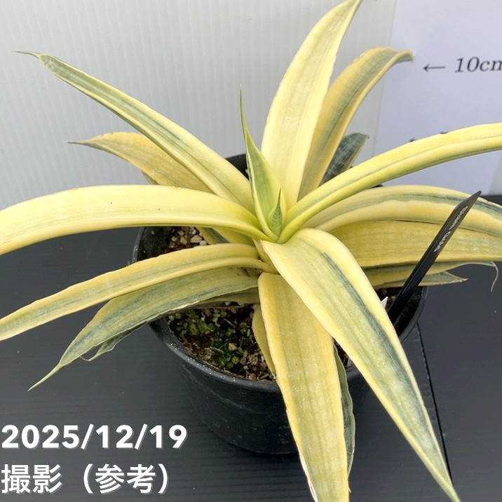 現品お届け】サンスベリア 4号 サイアムゴールド（S208）｜観葉02-D2