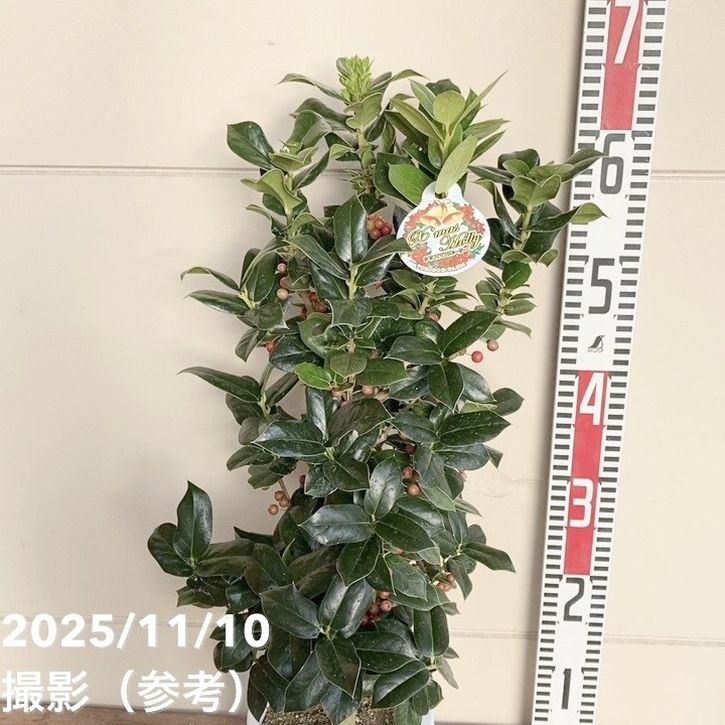 セイヨウヒイラギ クリスマスホーリー 5号｜花木04-PA | 花木・庭木