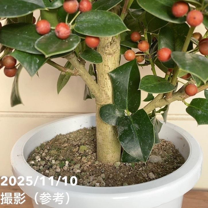 セイヨウヒイラギ クリスマスホーリー 5号｜花木04-PA | 花木・庭木