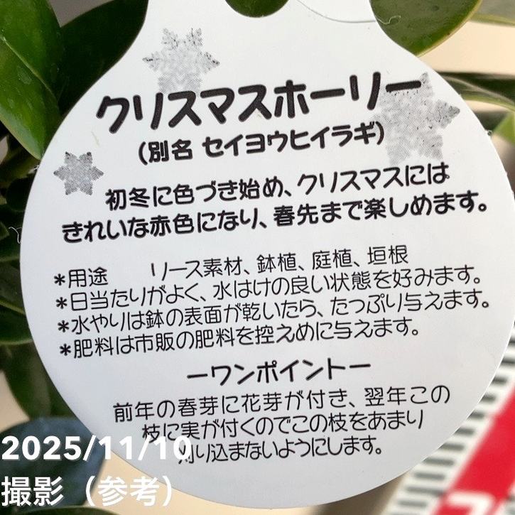 セイヨウヒイラギ クリスマスホーリー 5号｜花木04-PA | 花木・庭木