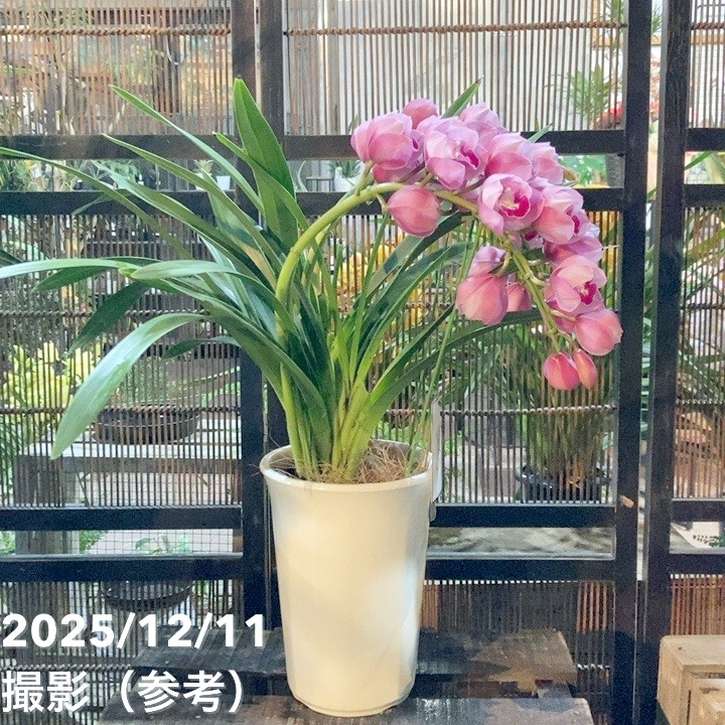 ☆シンビジューム☆ハートソング’キューティーハニー☆アーチ型☆6号鉢☆2F☆ シンビジューム アーチ 7号陶器鉢 3本立 エンザンスプリング