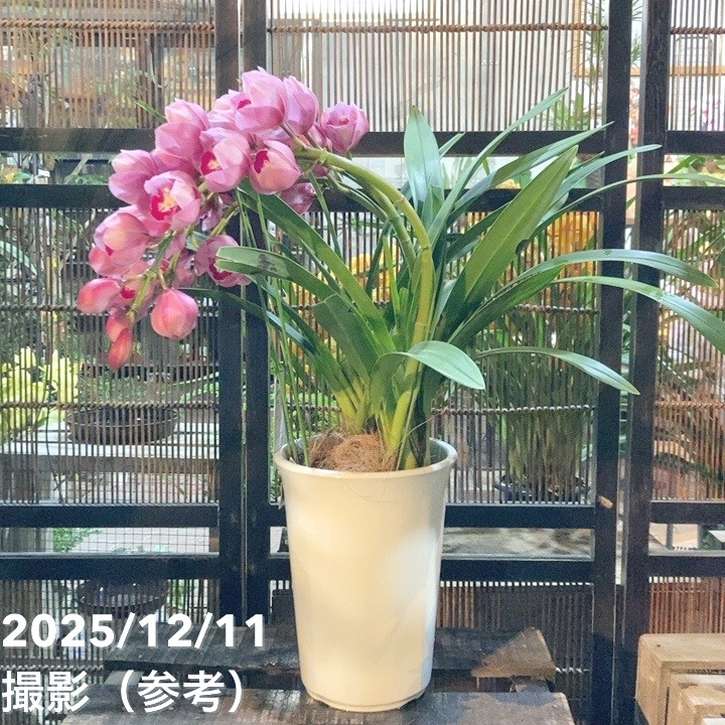 シンビジューム アーチ 7号陶器鉢 3本立 アップルボール｜s200｜洋蘭04