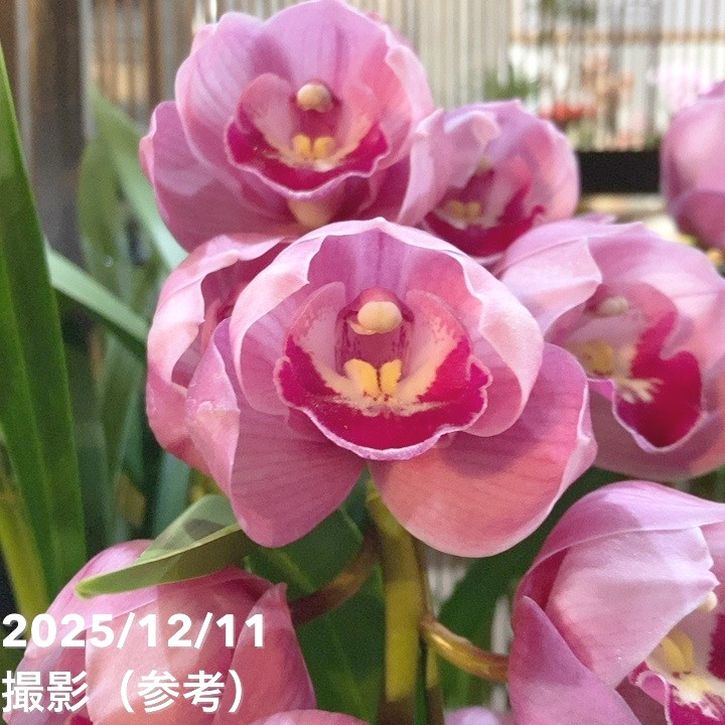 シンビジューム アーチ 7号陶器鉢 3本立 アップルボール｜s200｜洋蘭04