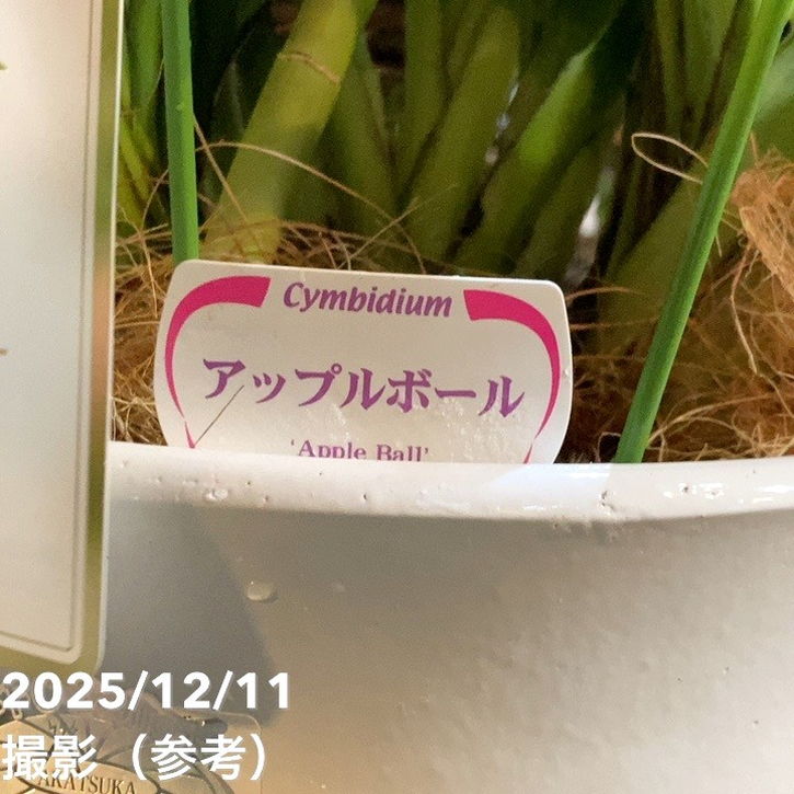 シンビジューム アーチ 6号陶器鉢 3本立 アップルボール｜s200｜洋蘭04