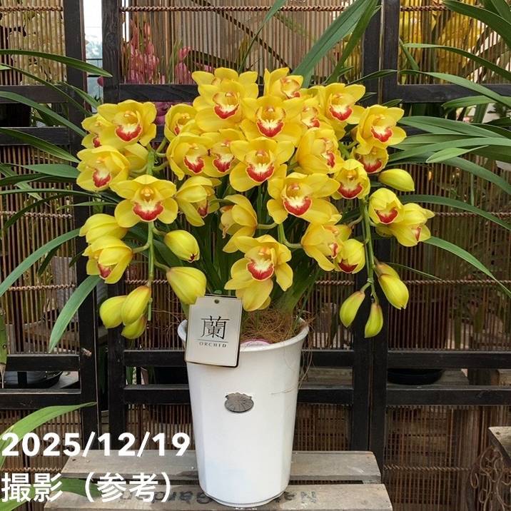 シンビジューム アーチ 7号陶器鉢 3本立 ツクモフェース ファラオ