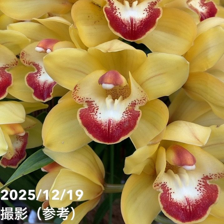 ☆シンビジューム☆ＣＹＭ　ゴールドラッシュ☆陶器7号鉢☆2F☆ シンビジューム アーチ 7号陶器鉢 3本立 ツクモフェース ファラオ