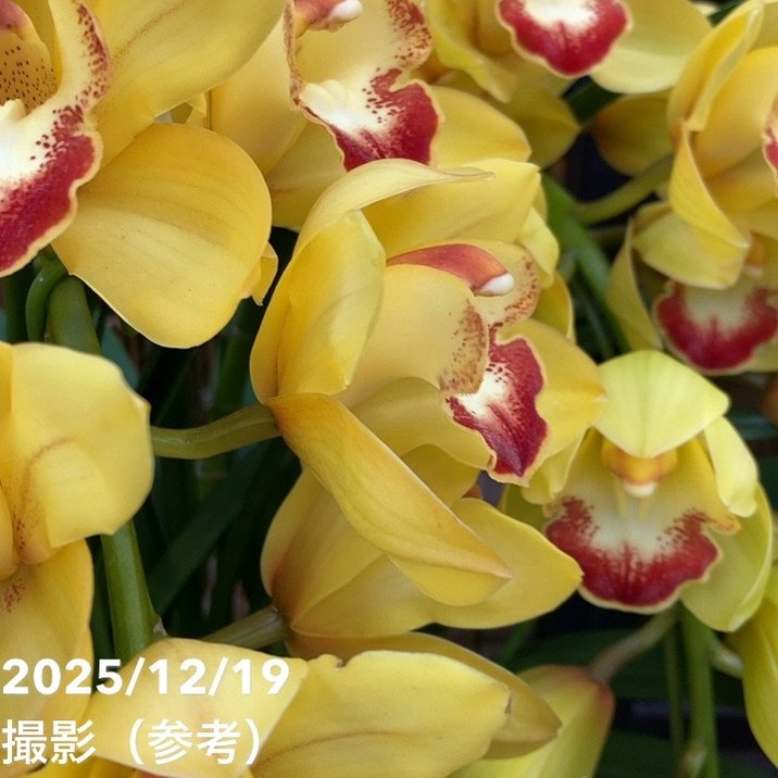 シンビジューム アーチ 7号陶器鉢 3本立 ツクモフェース ファラオ