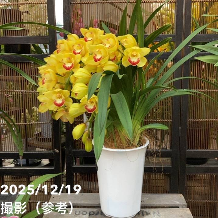 ヨーム　鉢 stm-c9380r.jpg