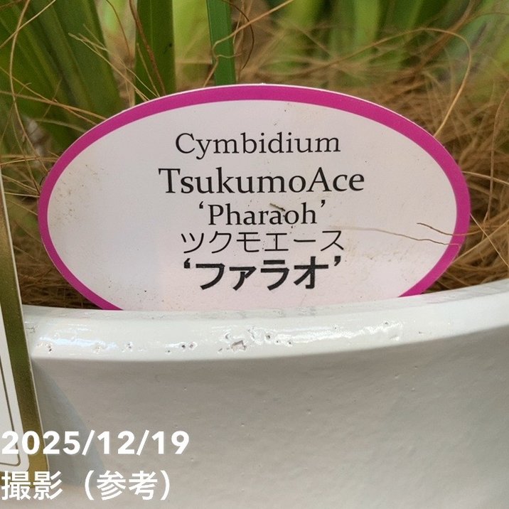 シンビジューム アーチ 7号陶器鉢 3本立 ツクモフェース ファラオ