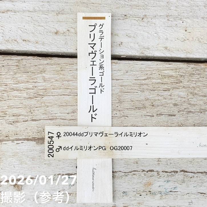 一点物】加藤農園 クリスマスローズ グラデーション系ゴールド